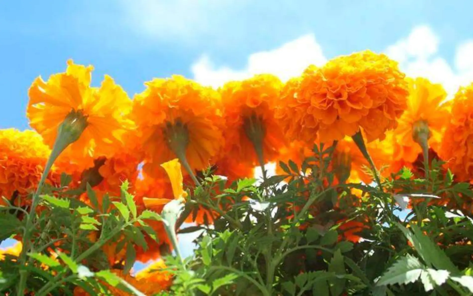 Flores de cempasúchil, característico de Día de Muertos 